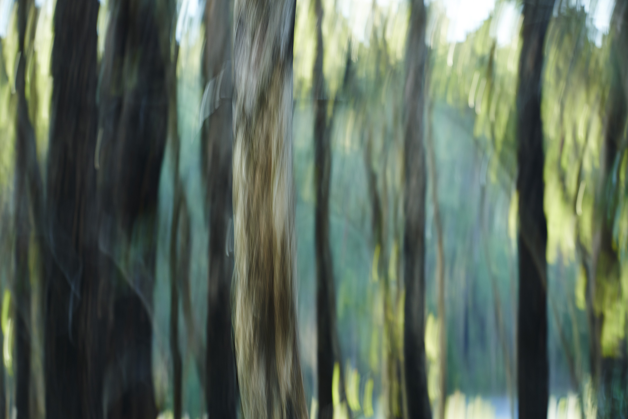 Abstract Australian Native Trees