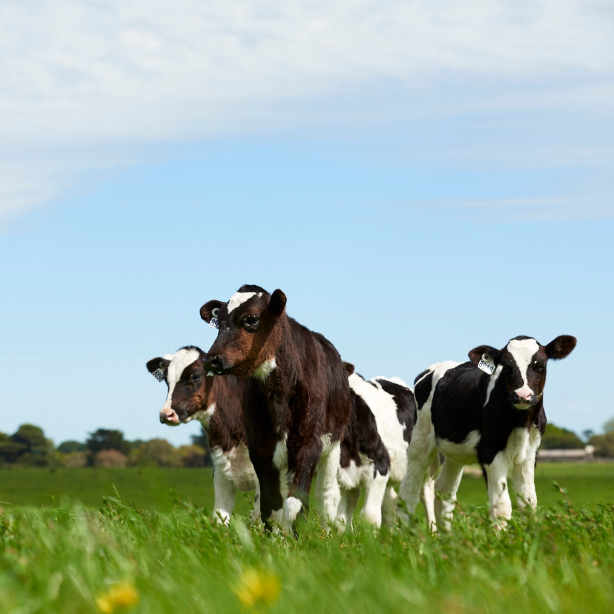 Ad campaign for Ridleys