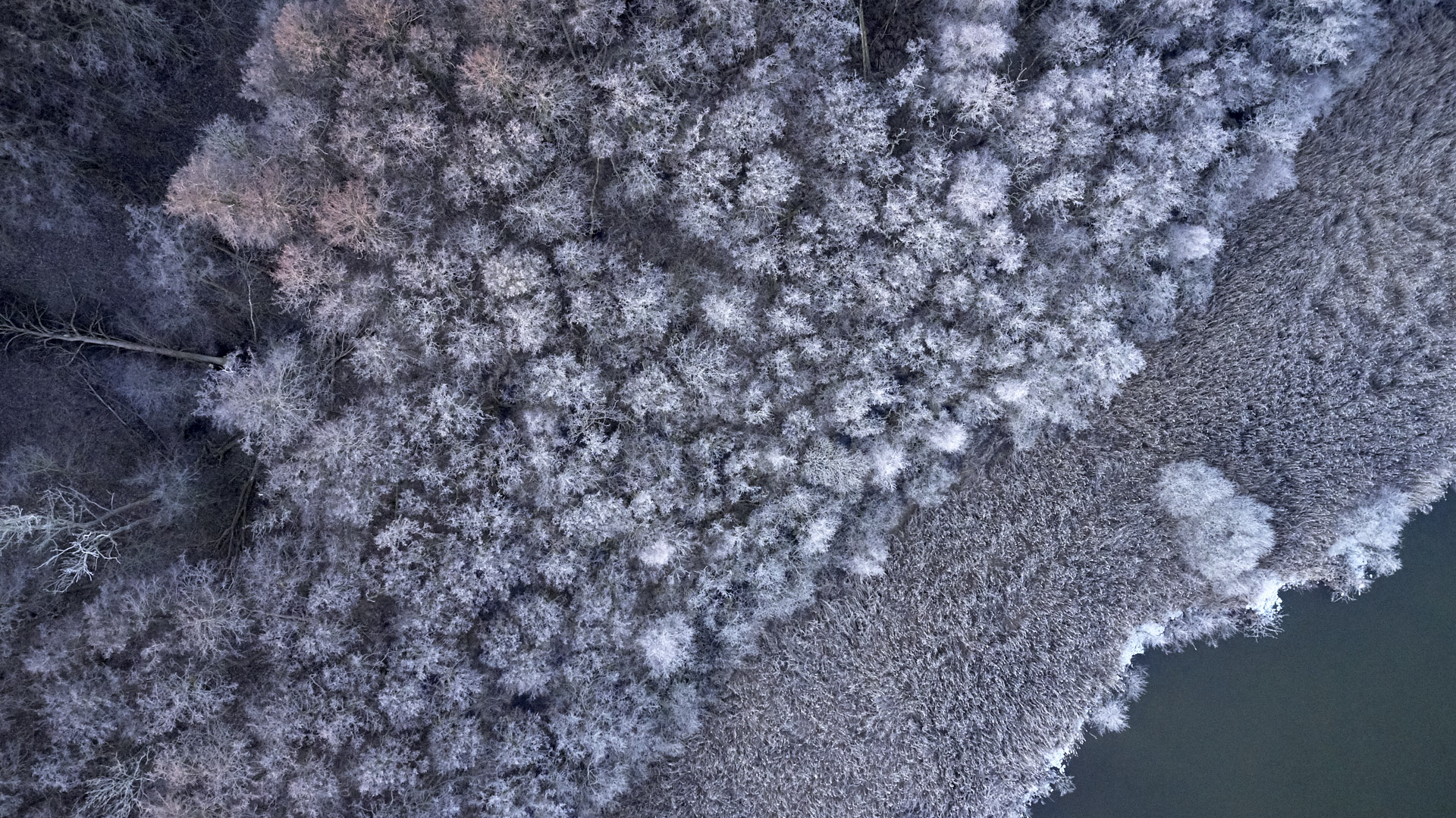 Arreskov Lake - Denmark