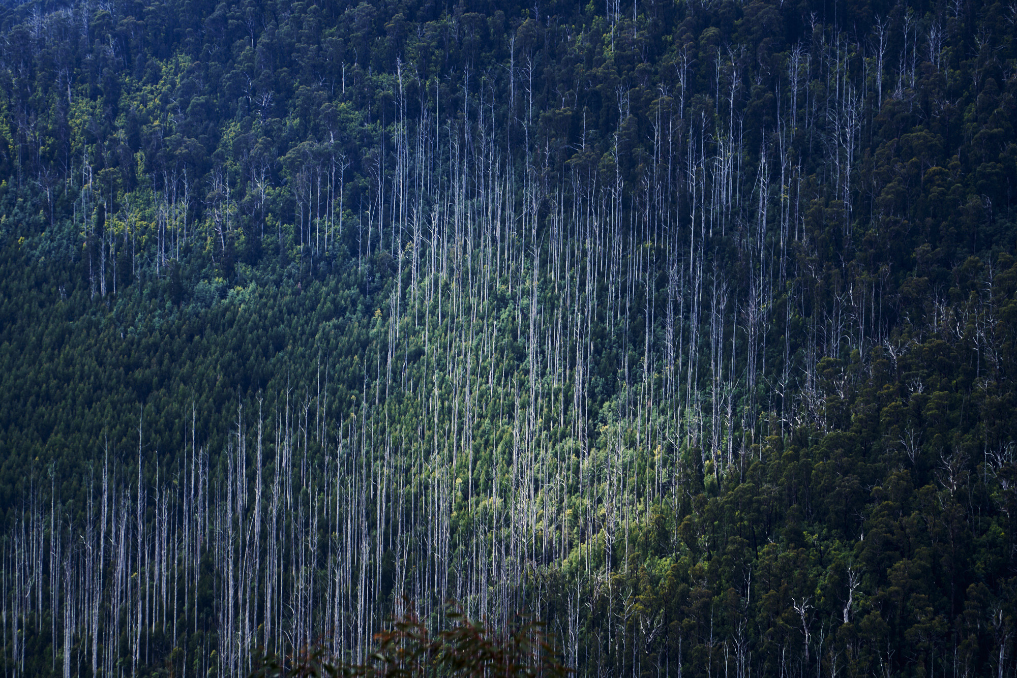 Black Spur - Victoria