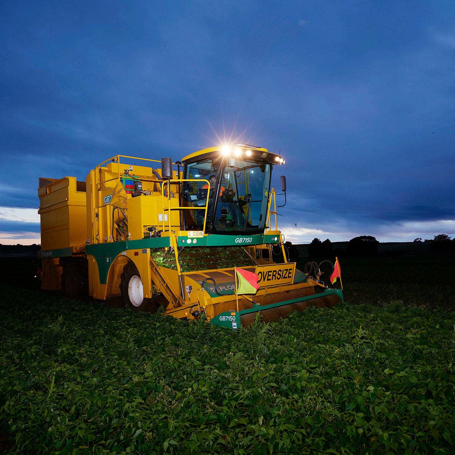 Green bean harvest for Simplot Australia