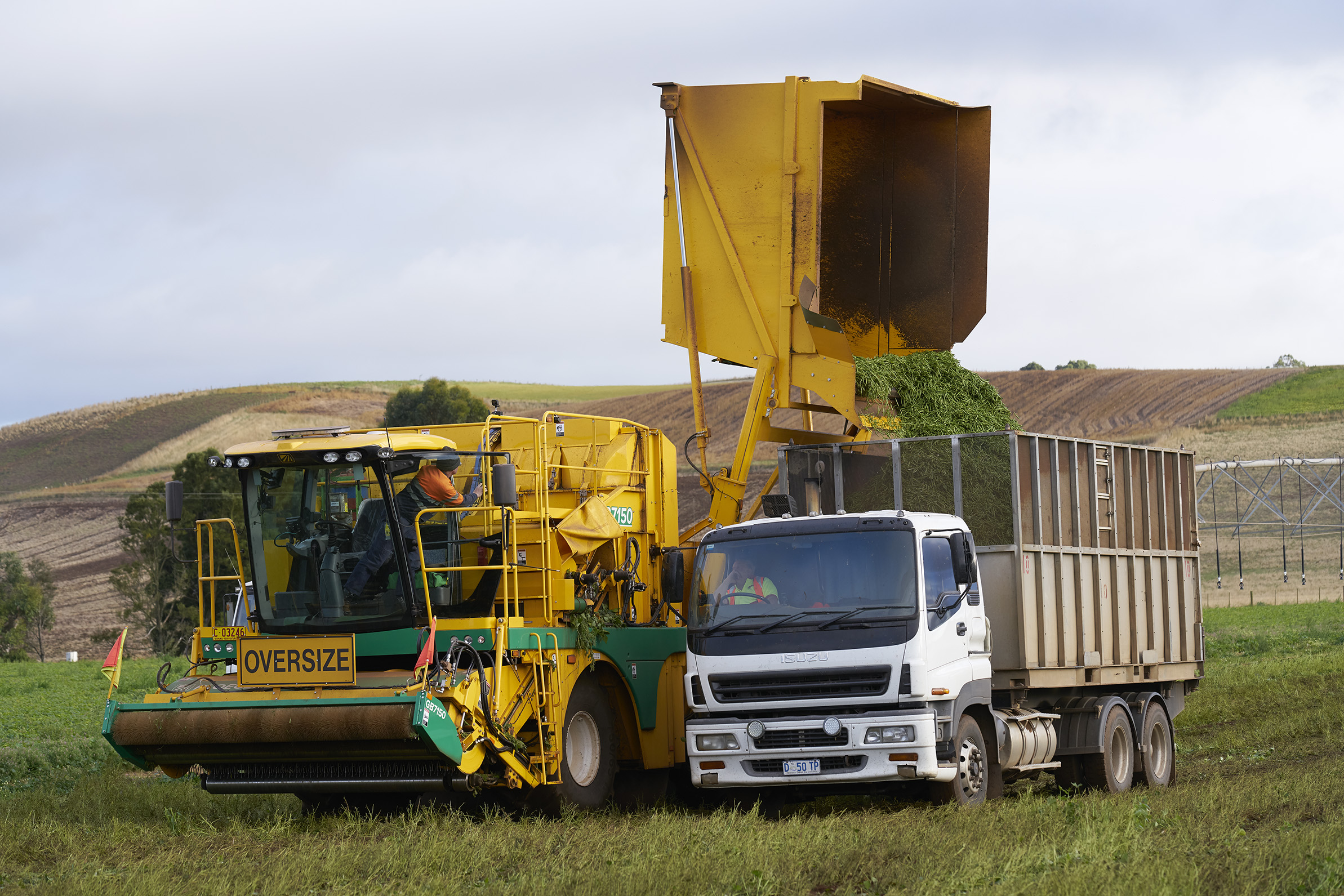 Green bean harvesting for for Simplot Australia