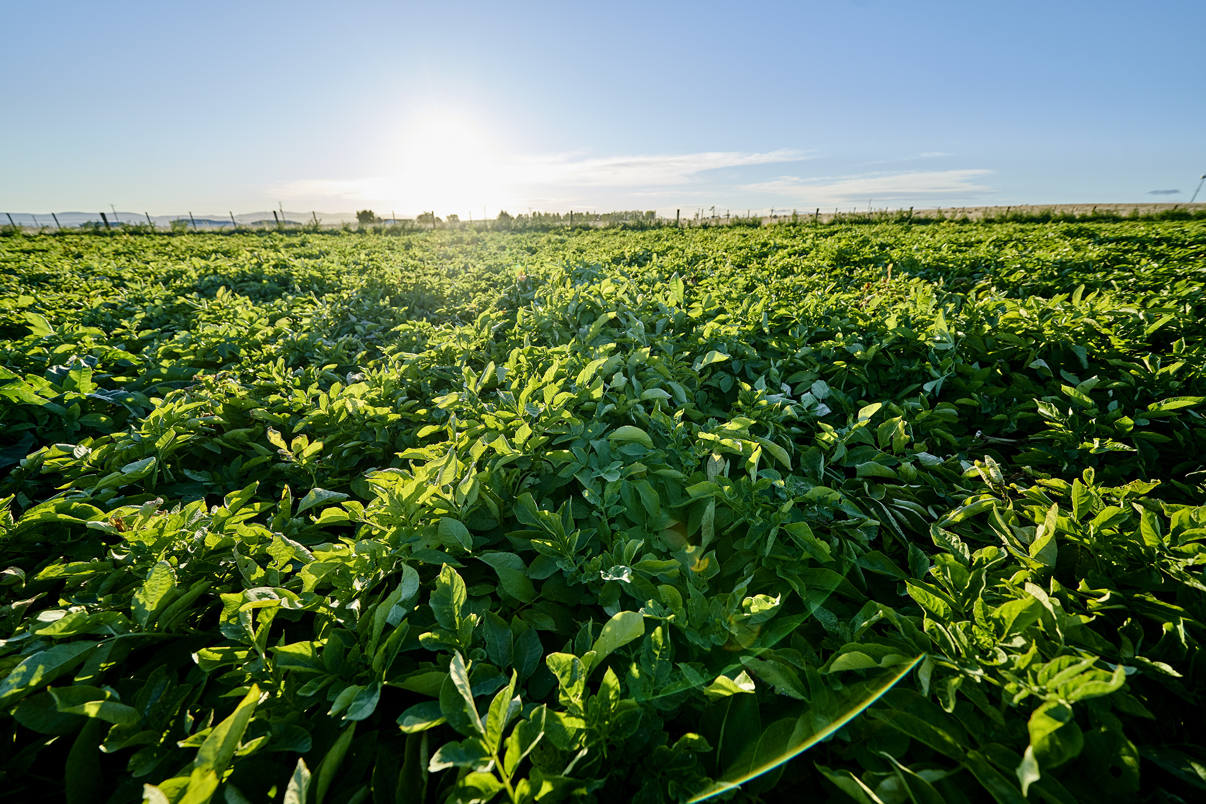 Potatos - Simplot Australia