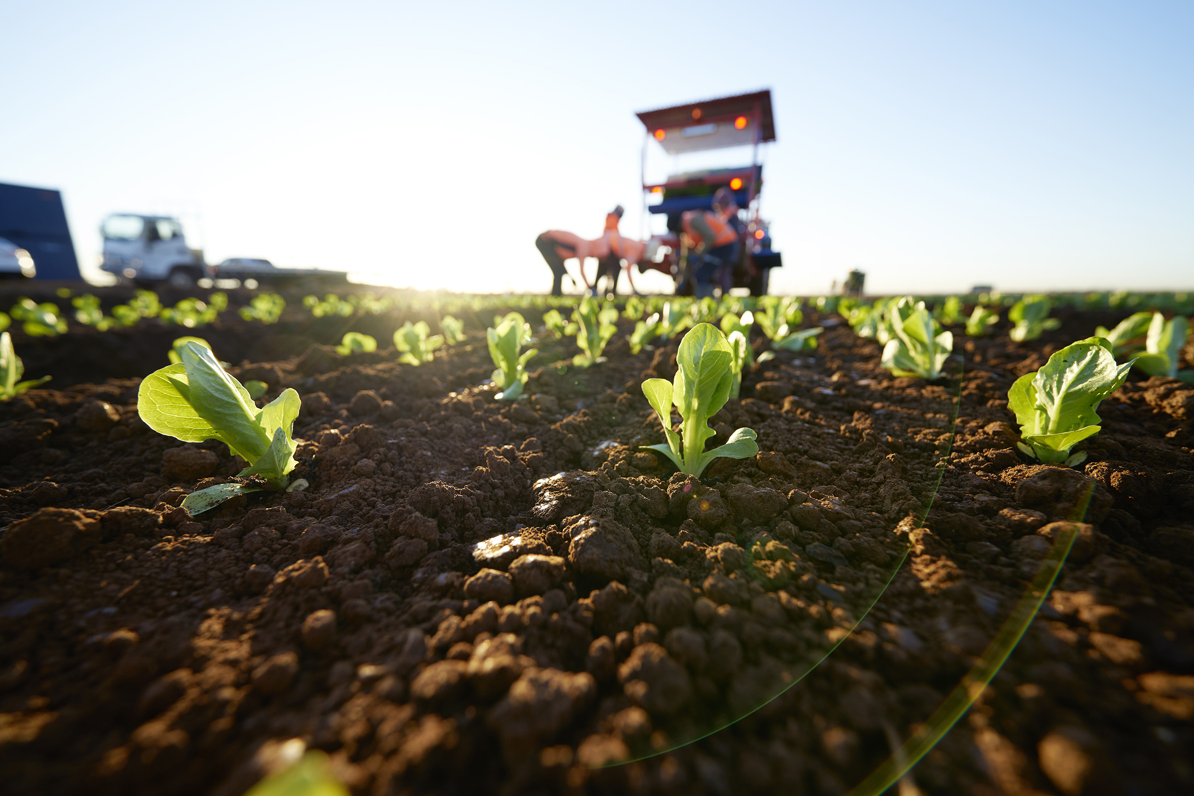 Planting Fragapane Farms