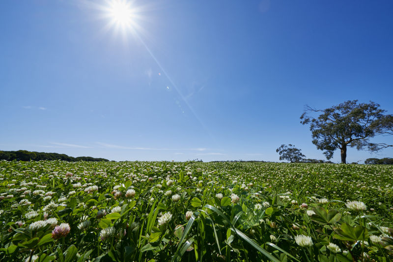 Clover crop for Barenbrug