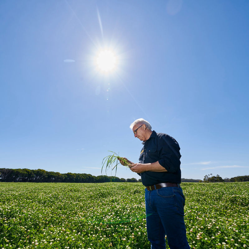 Portrait for Barenbrug
