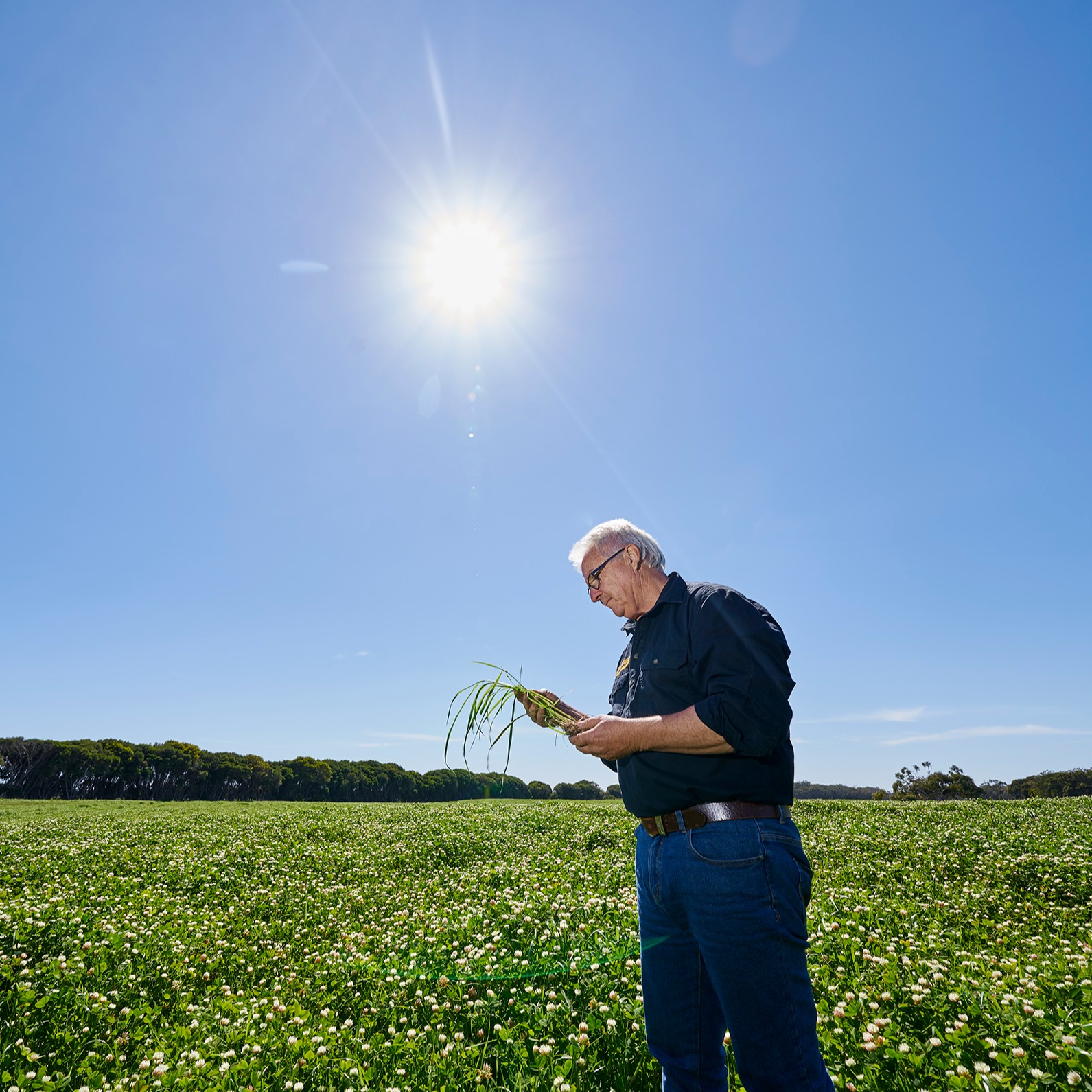 Portrait for Barenbrug