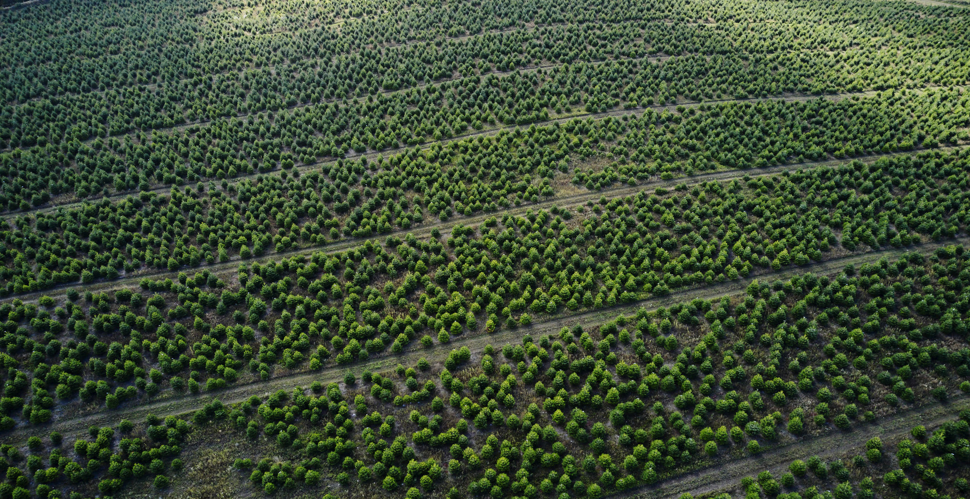 Christmas tree farm - Denmark