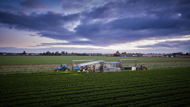 Celery harvest for Fragapane Farms