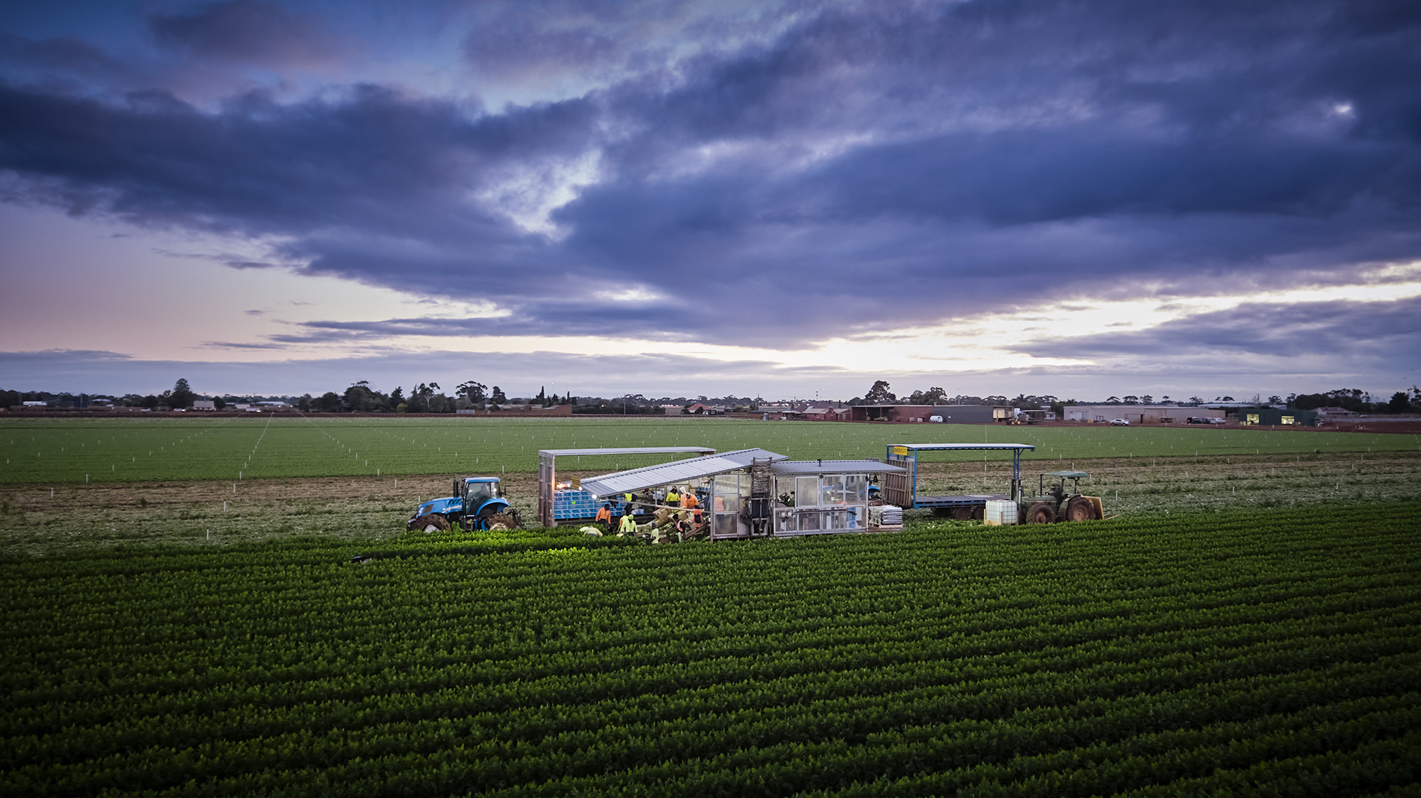 Celery harvest for Fragapane Farms