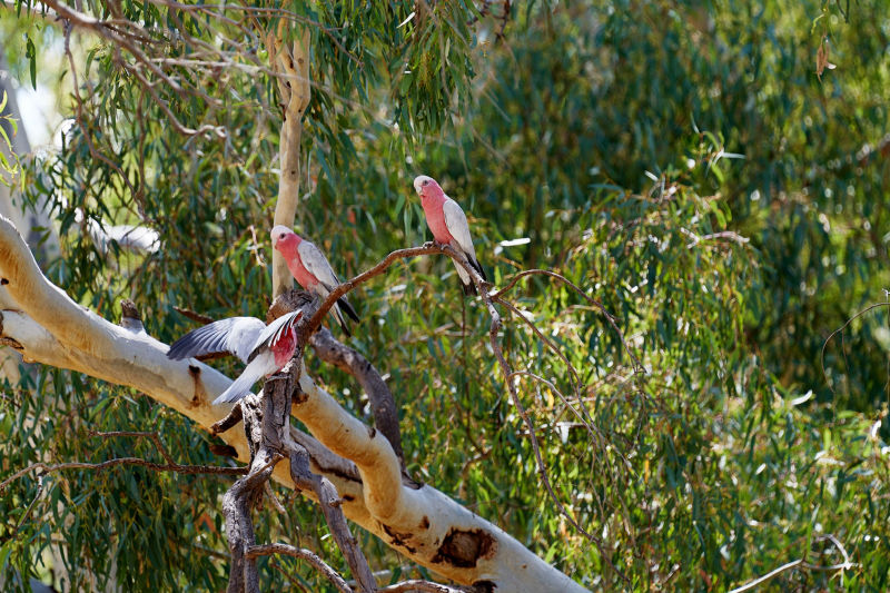 Galahs - Mallala
