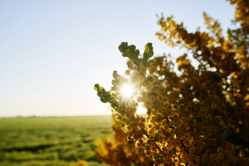 Wattle trees - South Australia