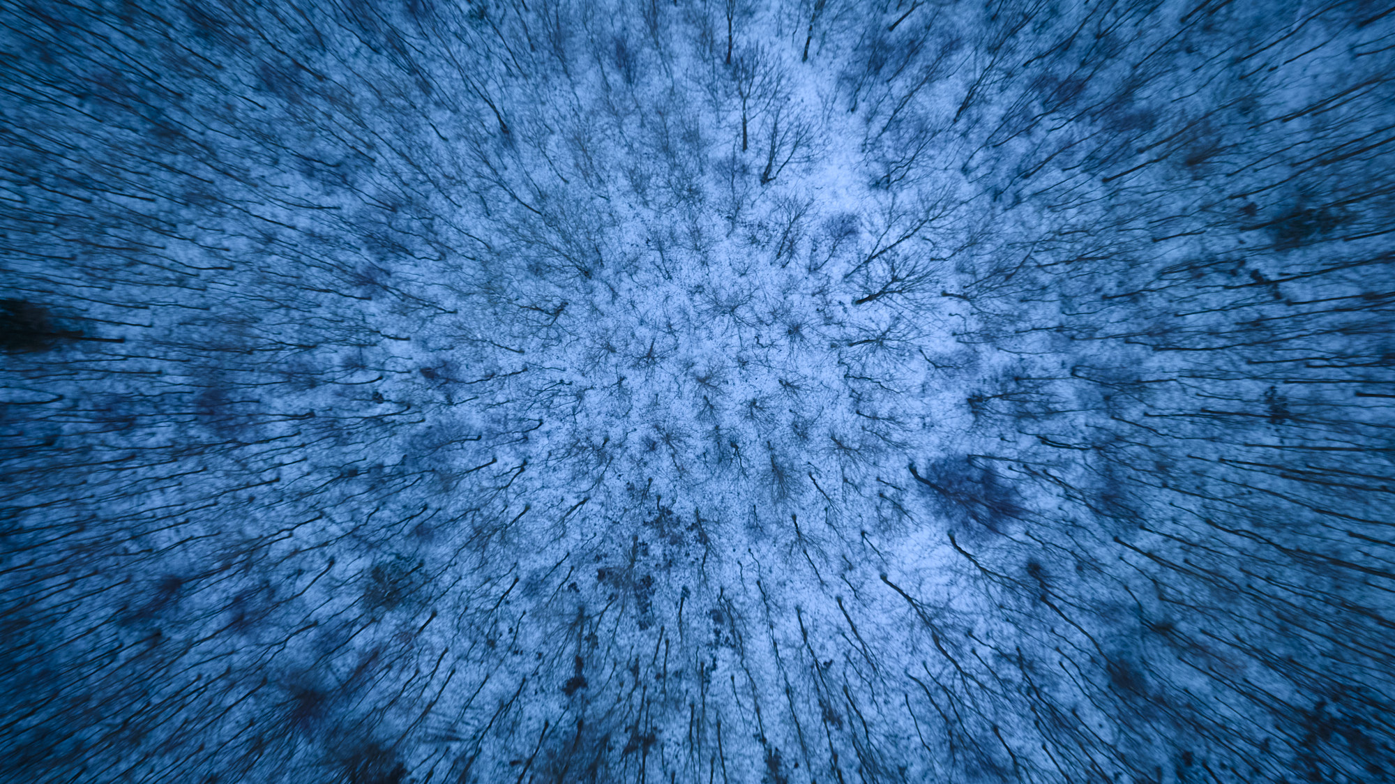 Naked trees - Denmark